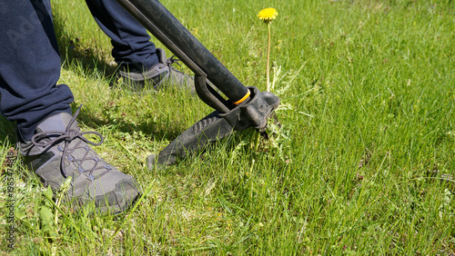Gardener removing dandelion Taraxacum officinale with manual stand up weed puller. Practical garden maintenance, organic care, weed control and traditional herbal plant use