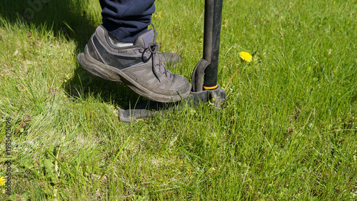 Gardener removing dandelion Taraxacum officinale with manual stand up weed puller. Practical garden maintenance, organic care, weed control and traditional herbal plant use