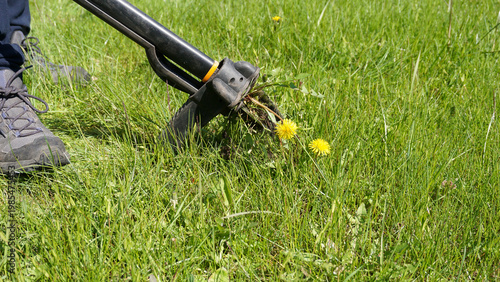 Gardener removing dandelion Taraxacum officinale with manual weeding tool showing long taproot and fresh leaves in lawn. Garden maintenance, organic care, weed control and traditional herbal plant use