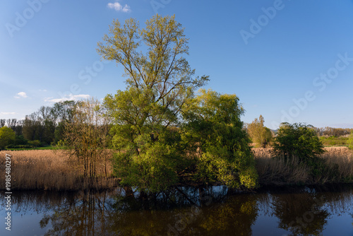 Wallpaper Mural Auwald bei Ingelheim (Harter Au) Torontodigital.ca