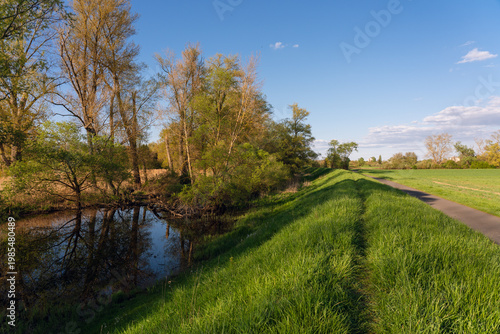 Wallpaper Mural Auwald bei Ingelheim (Harter Au) Torontodigital.ca