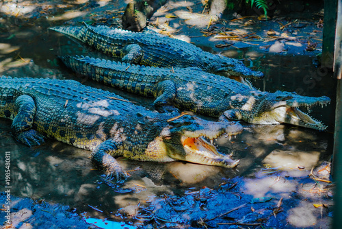 Photos The estuarine crocodile (Crocodylus porosus) is the world's largest living reptile