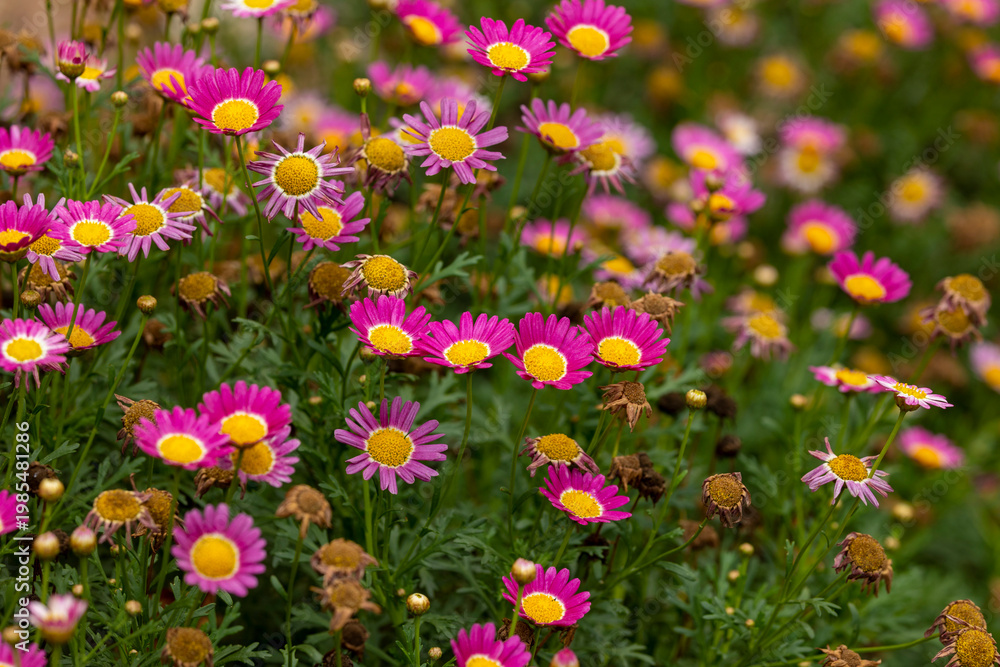 Fototapeta premium Floral pink daisy background
