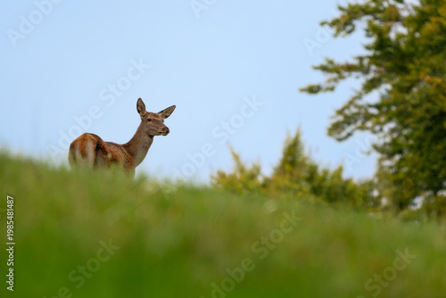 Red Deer - Cervus elaphus, large beautiful iconic animal from European forests and meadows, White Carpathians, Slovakia.