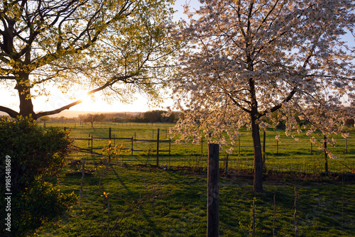 Wallpaper Mural Blühende Obstbäume im Gegenlicht (Sporkenheim) Torontodigital.ca