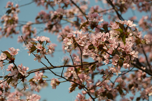 Pink cherry blossoms against a blue sky. Natural floral sakura background