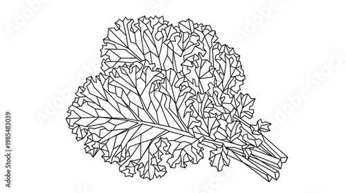 Geometric Kale Bunch Line Art | Modern Superfood Vegetable Icon | Polygonal Kale Leaf Illustration