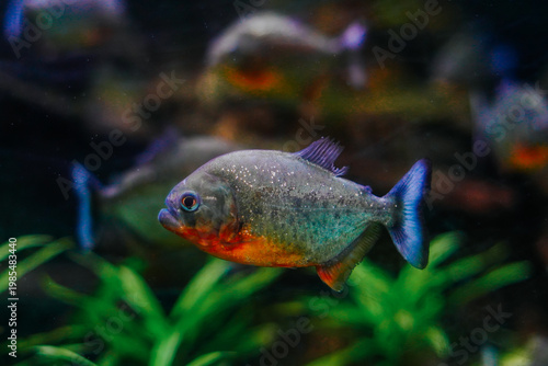 Billede på lærred Piranhas are carnivorous freshwater fish native to South America known for their sharp teeth and incredible bite force