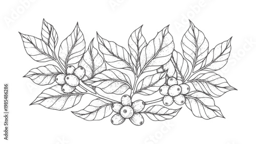 Hand drawn coffee branch with berries and leaves plant