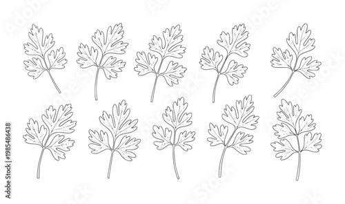 Ten black and white line of parsley leaves arranged in two rows leaf herb green food