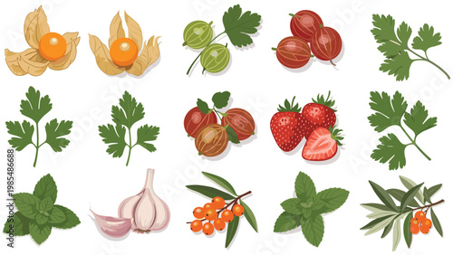 Detailed illustration of fresh berries, herbs, and garlic including gooseberries, strawberries, and mint for culinary and healthy eating themes.