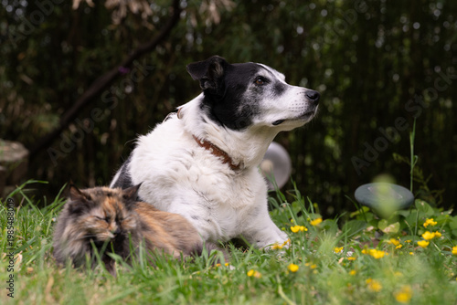Cat and dog together in the garden. Focus on dog