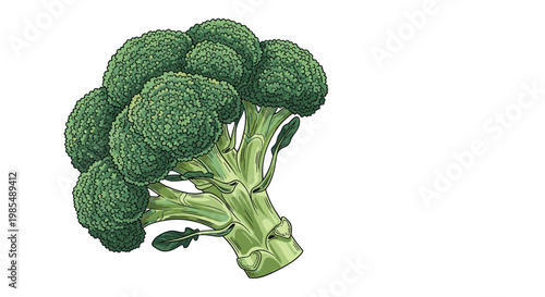 Single head of fresh green broccoli is shown in a detailed and realistic hand-drawn illustration with vibrant textures for healthy food concepts.