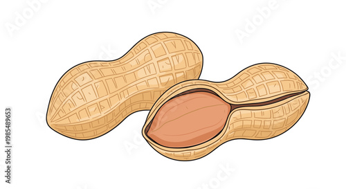 Realistic illustration of two peanuts in their textured shells features one nut partially cracked open to reveal the kernel inside on white.