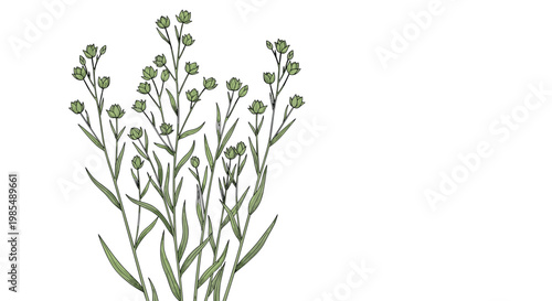 Detailed botanical sketch of a flax plant shows its slender stems and green seed pods in a hand-drawn style suitable for natural product themes.