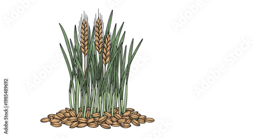 Bundle of golden wheat stalks with grain seeds at the base is depicted in a detailed botanical illustration for harvest and bakery concepts.