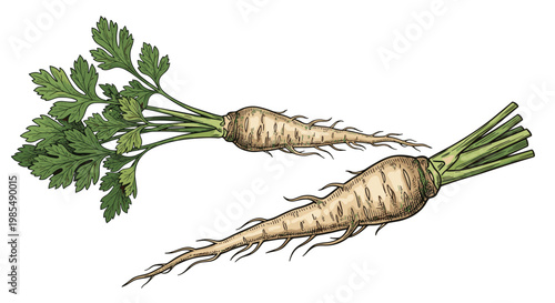 Detailed botanical illustration shows two fresh parsnips with long roots and vibrant green leaves on a clean white background for food design.
