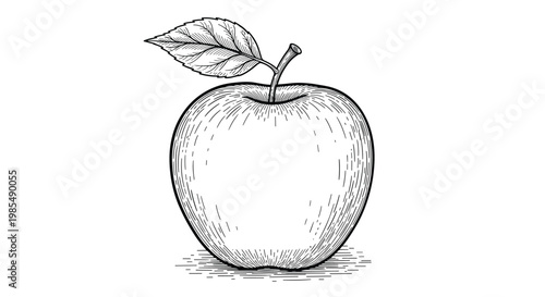 Single ripe apple with a stem and leaf is shown in a detailed engraving-style illustration with fine line work and shading on a white background.