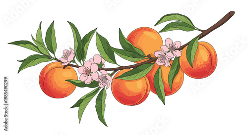 Beautiful botanical illustration depicts a peach tree branch with delicate pink blossoms and several ripe peaches with vibrant orange skin.