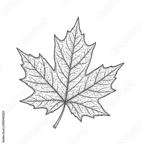 Black and white of a maple leaf with intricate veining monochrome