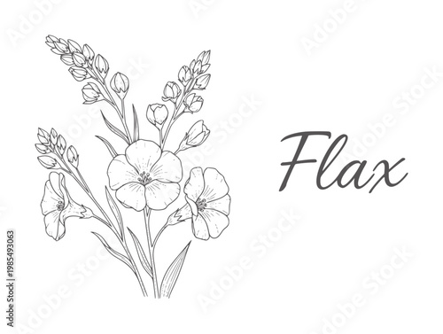 Delicate line of flax flowers and buds with the word Flax botanical plant
