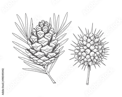 Line of a pine cone a branch and a spiky seed pod needles