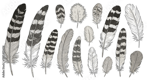Hand-drawn set of various bird feathers showcasing different shapes and intricate patterns like stripes and flecks in a classic engraving style.