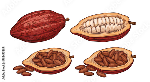 Educational illustration of cacao pods showing the whole fruit along with cross-sections revealing fresh white beans and roasted brown cocoa beans.