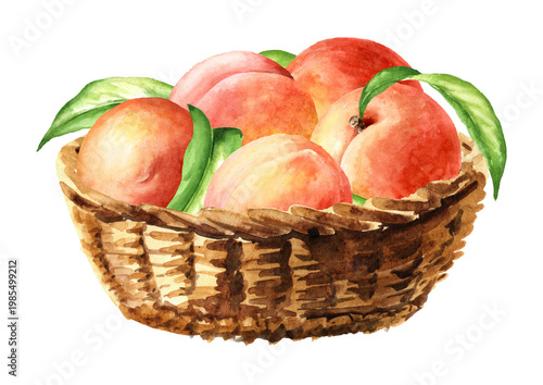 Basket with Fresh Peach fruits and green leaves. Hand drawn watercolor illustration isolated on white background