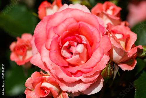 A pink rose with a white center