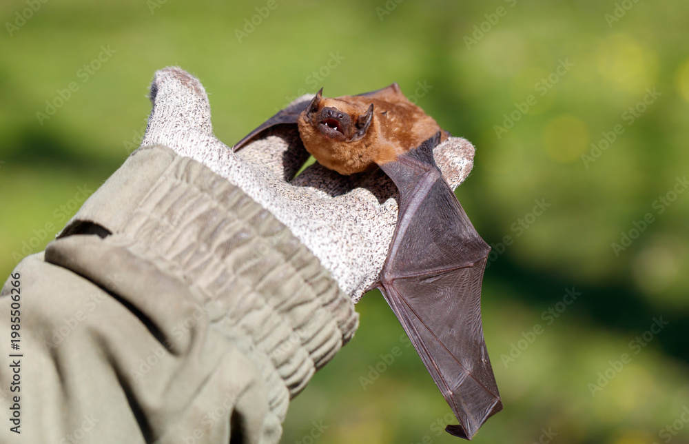 Fototapeta premium Person gently holds bat with gloved hand