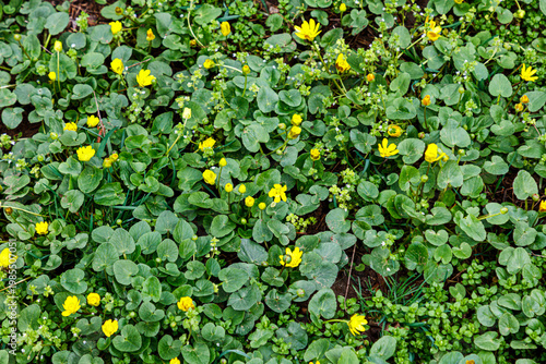 Close-up of wild yellow flowers amid greenery