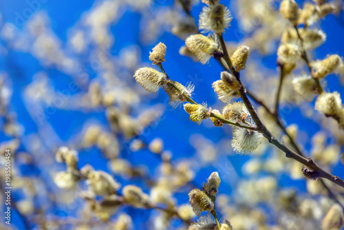 Wallpaper Mural Blossoming willow in the early spring on a background of blue sky
 Torontodigital.ca