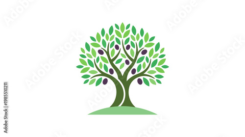 Tree with green leaves and olives.