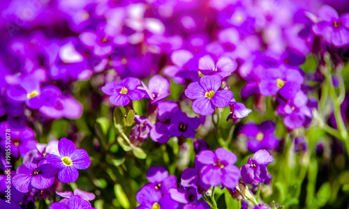 Wallpaper Mural Natural background of small purple flowers
 Torontodigital.ca
