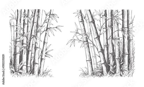 Black and white of dense bamboo stalks with leaves and grass plant nature green