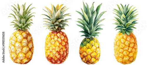 Pineapples at different ripeness stages with rough skin and spiky green crowns, loose watercolor painting on white background, vibrant tropical still life, fresh and bright