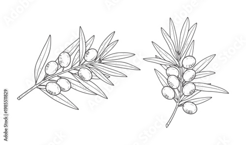 Two line of olive branches with olives fruit leaf
