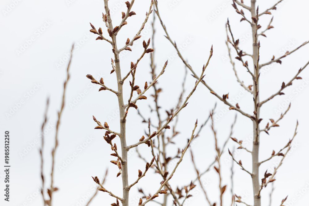 Fototapeta premium Sparse, budding tree branches in early spring, set against a pale sky