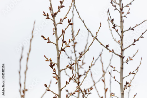 Sparse, budding tree branches in early spring, set against a pale sky