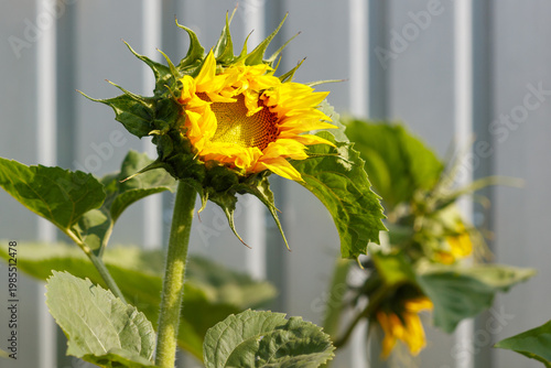 Close-up of a sunflower blooming against a gray fence, with green leaves