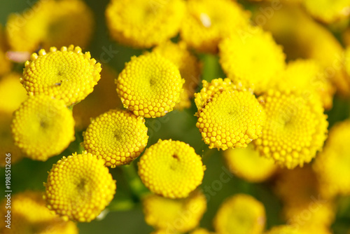 Tansy flower close-up, vibrant yellow blooms, detailed texture