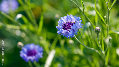 Cornflower, Centaurea cyanus, in garden with green stems and blurred background