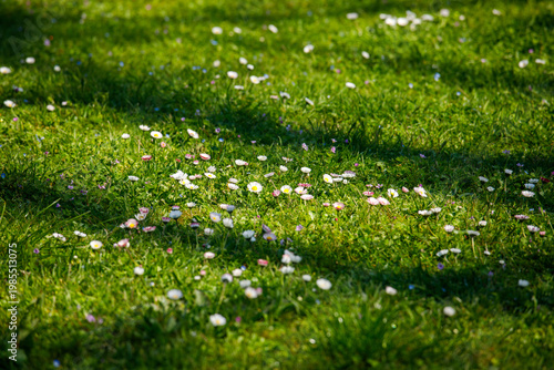 Konstfotografi sunlit green meadow covered with small blooming daisies and soft shadows, vibran