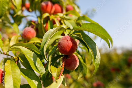 Εκτύπωση καμβά Close-up of peaches growing on tree