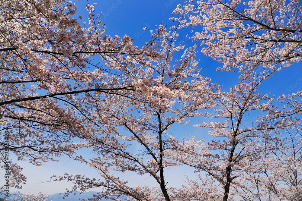 Obraz premium 青い空と白い桜の木