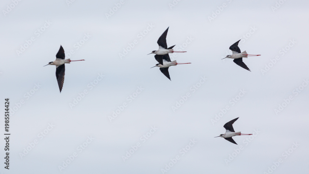Obraz premium Black-winged stilts fly together over open sky, wings outstretched