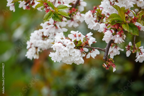 Cherry blossom branch in spring, soft focus, natural light, green leaves