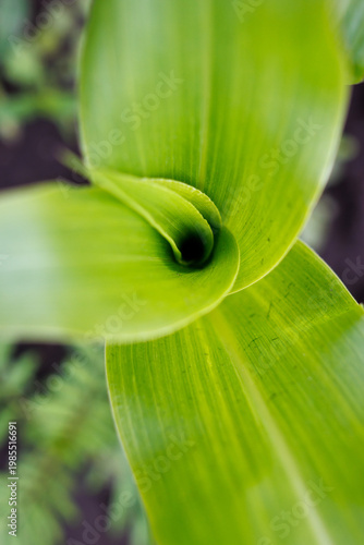 Vibrant green leaf spirals inward at center with blurred background foliage