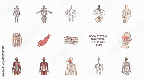 Collection of human body system anatomical reference icons and diagrams for medical and educational purposes.